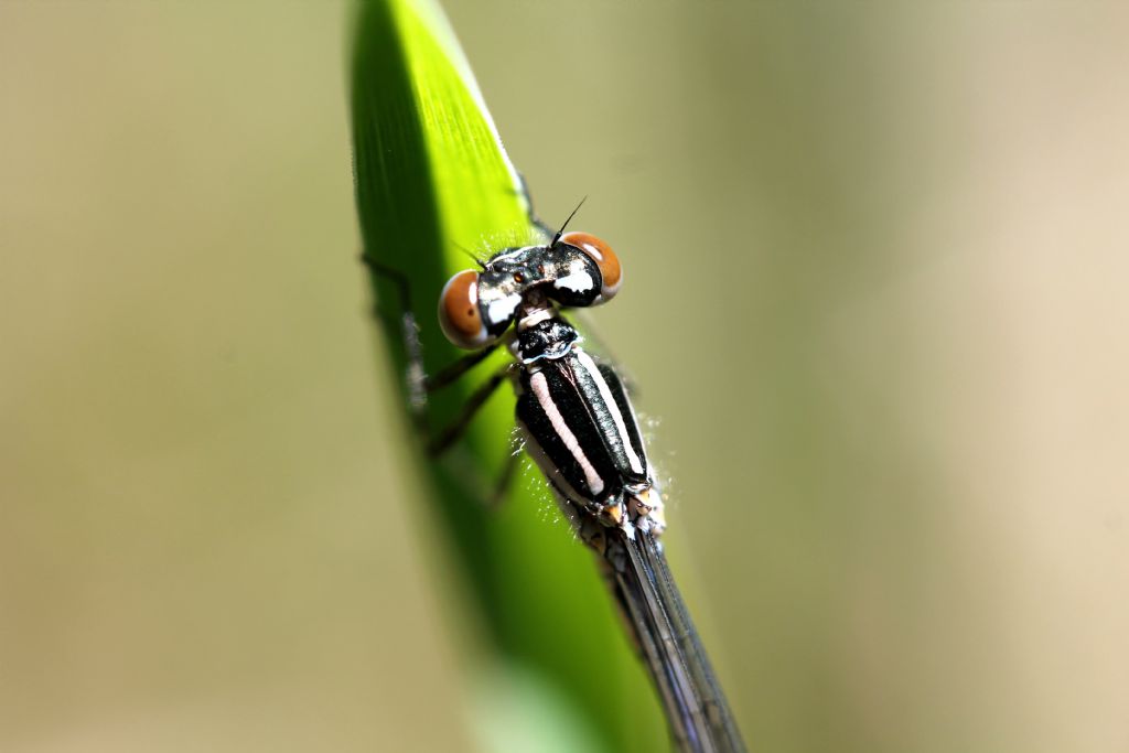 Platycnemis pennipes? no, Coenagrion cfr. puella